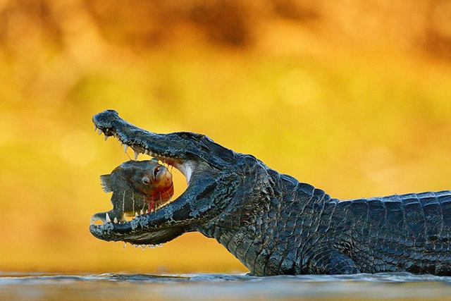 Caiman with piranha in the Amazon Rainforest, Brazil