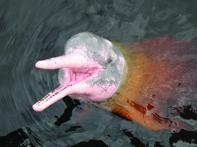 Pink river dolphin in the Amazon Rainforest, Ecuador