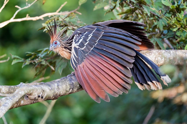 Hoatzin in the Amazon Rainforest.