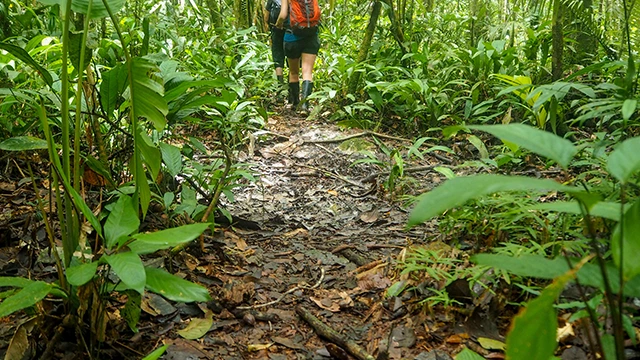 Jungle hike in the Amazon Rainforest