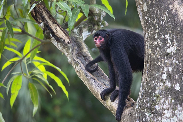 Red-faced spider monkey in the Amazon Rainforest