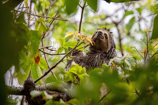 Three-toed sloth in the Amazon Rainforest