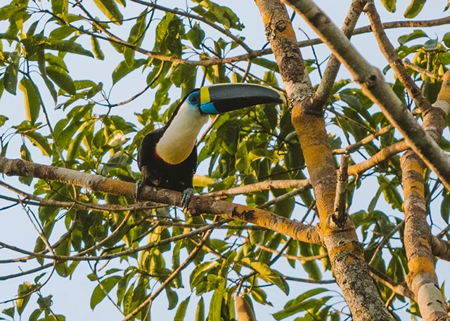 White-throated toucan in the Amazon Rainforest