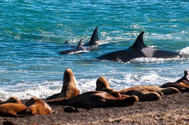 Orca & sealions in the Valdes Peninsula, Argentina