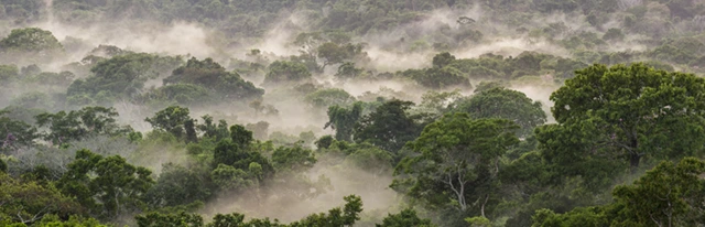 Amazon Rainforest canopy in Brazil.