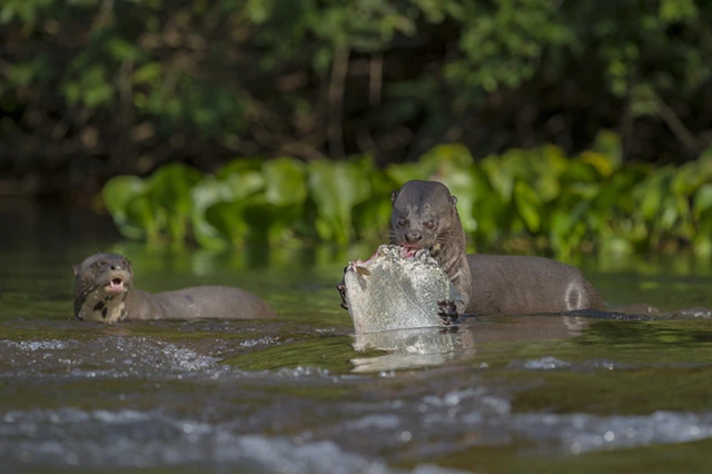Giant river otter in the Amazon Rainforest, Cristalino, Brazl.