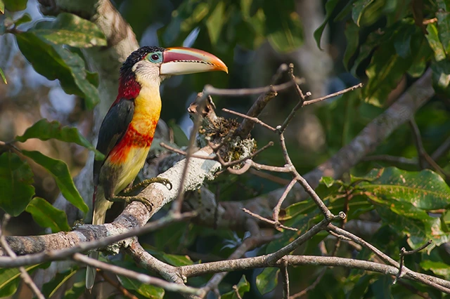 Curl-crested aracari in the Amazon Rainforest, Brazil