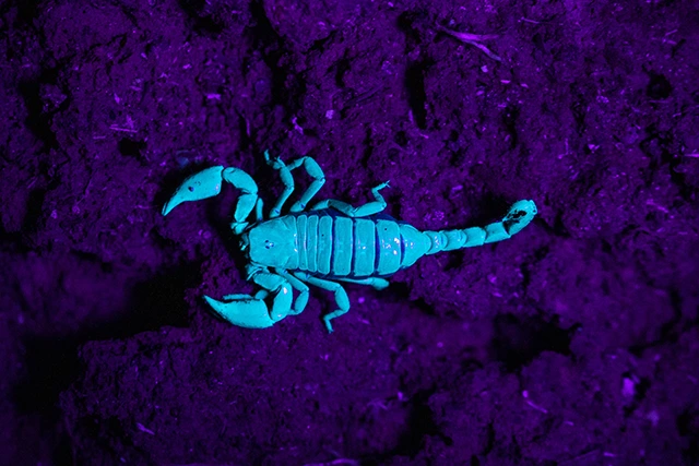 Scorpion under UV light in the Amazon Rainforest.