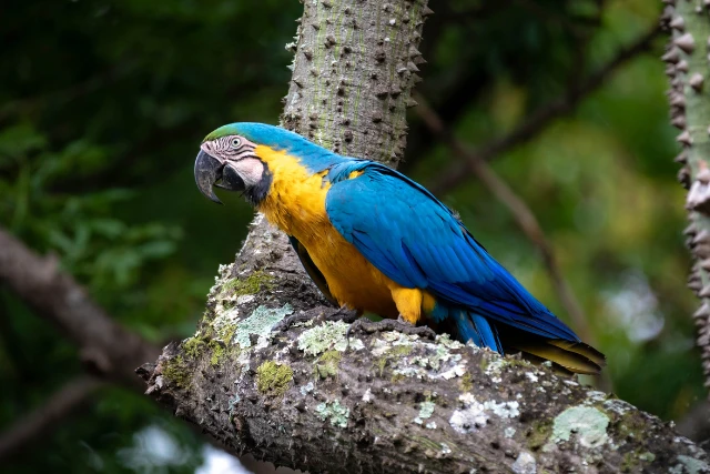 Blue and yellow macaw in Brazil.