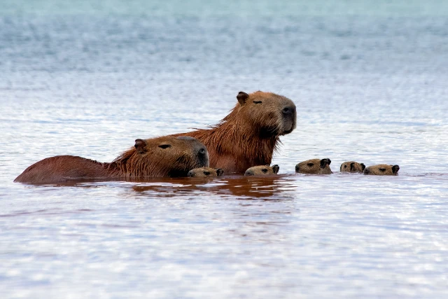 Family of capybara in Brazil.