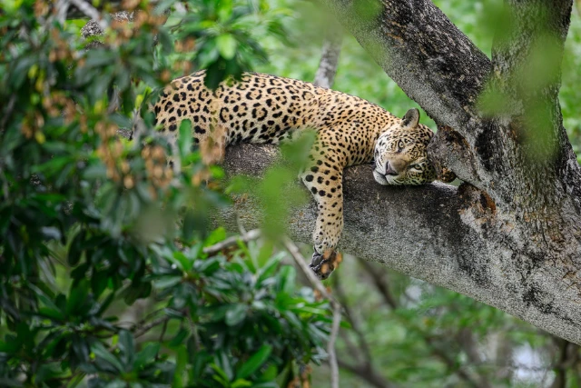 Jaguar resting in a tree, Brazil.