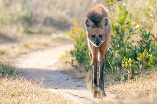Maned wolf in Brazil.