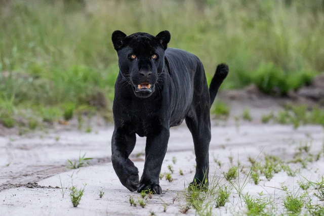 Melanistic jaguar in Brazil.