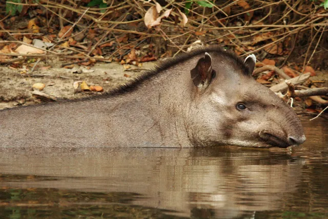 Brazilian tapir in the water, Pantanal.