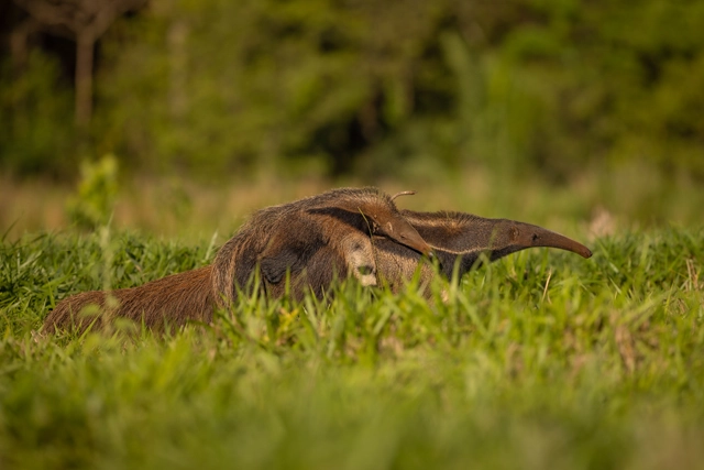 Giant anteater in the Pantanal, Brazil