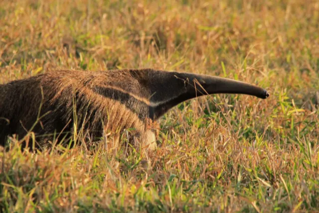 Giant anteater in the Pantanal.