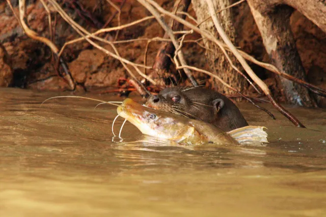 Giant river otter with catch in the Pantanal.