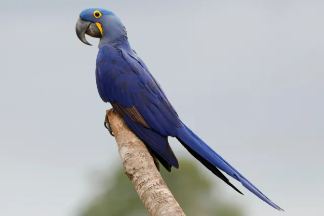Hyacinth macaw on a perch in the Pantanal.