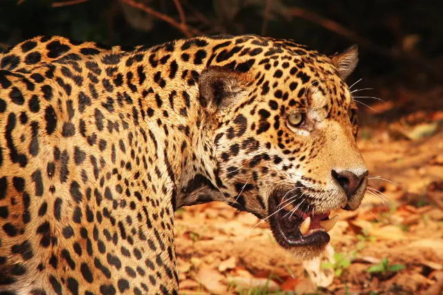 Close-up view of a jaguar in the Pantanal.