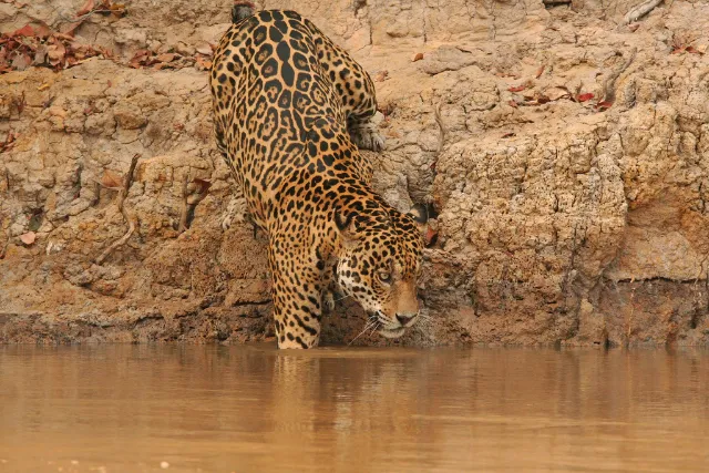 Jaguar entering the watar, the Pantanal.