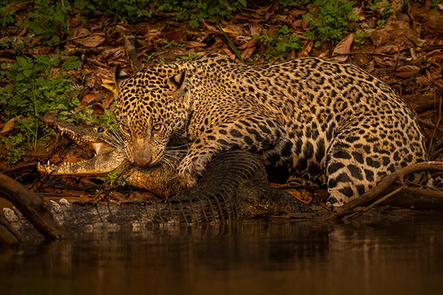 Jaguar & caiman kill in the Pantanal, Brazil.
