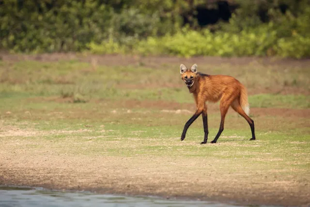 Maned wolf in the Pantanal.