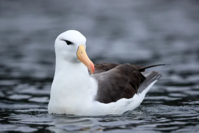 A black-browed albatross in Chile.