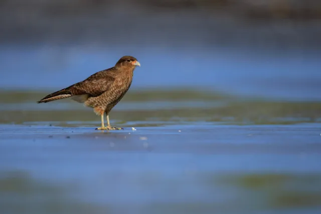 A chimango caracara in Chile.