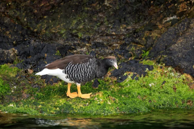 A female kelp goose in Chile.