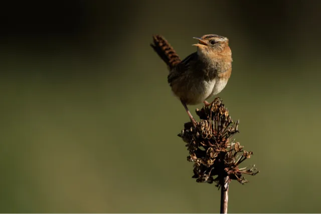A gras wren on a plant in Chile.