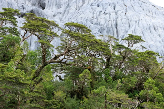 Example of the forest environment amongst towering limestone cliffs, on Isla Madre de Dios, Chile.