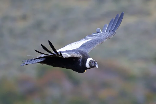 An Andean condor in flight, Torres del Paine, Chile.