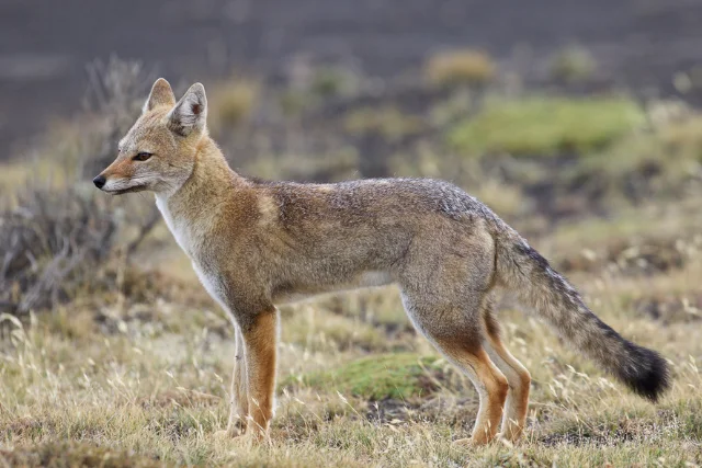 Grey fox in Torres del Paine, Chile.