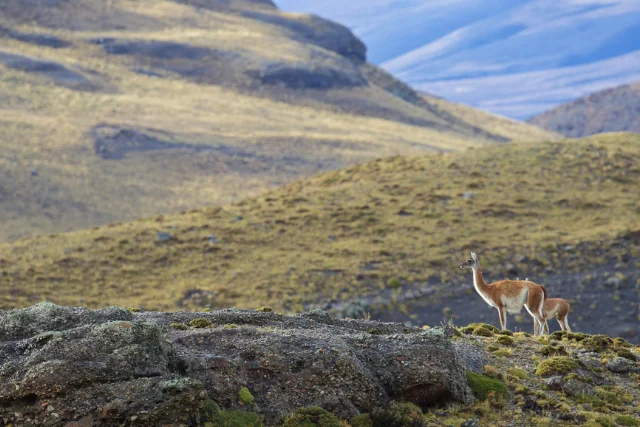 Guanaco in Torres del Paine.