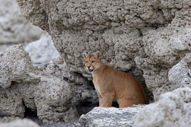 Puma in Torres del Paine, Chile.