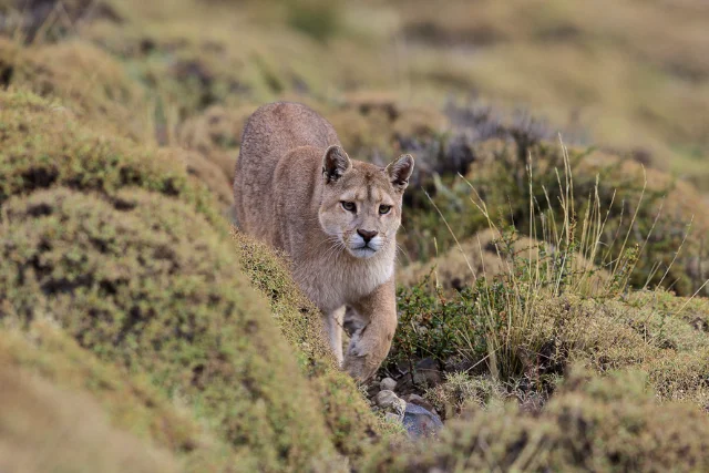 Puma walking in the grassland of Torres del Paine, Chile.