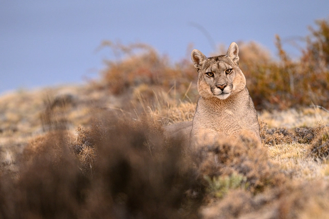 Puma in Torres del Paine National Park, Chile