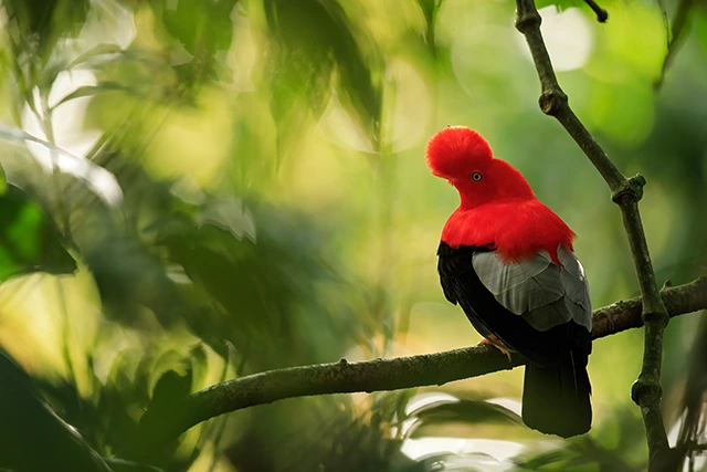 Andean cock-of-the-rock in Colombia.