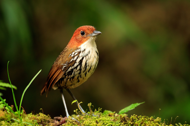 Chestnut crowned antpitta.