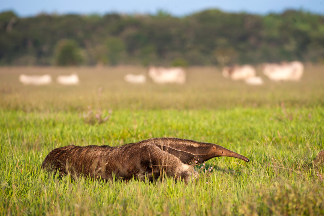 Giant anteater.