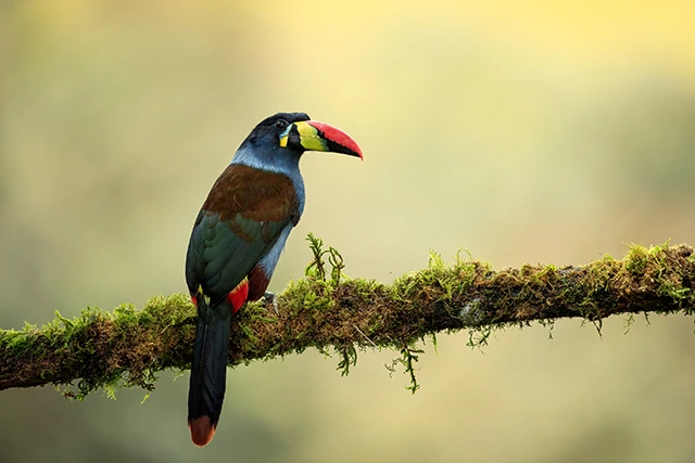 Grey-breasted mountain toucan in Colombia.