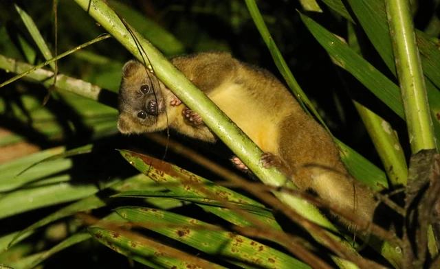Olinguito in Colombia.