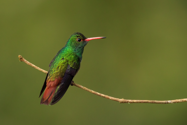 Rufous-tailed hummingbird.
