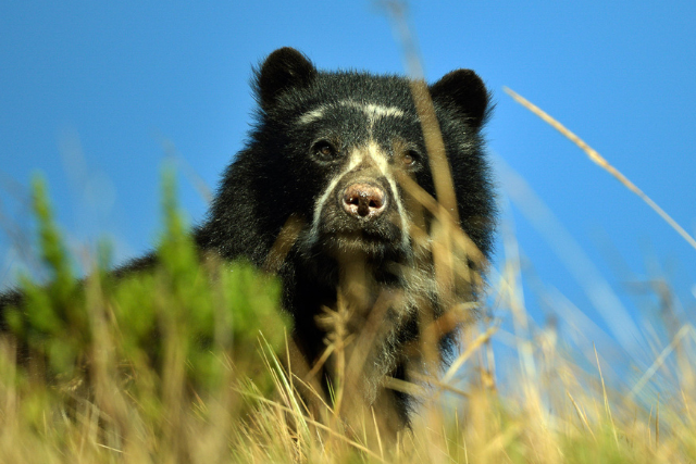 Spectacled bear.