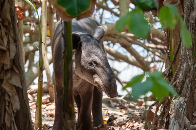 Baird's tapir amongst vegetation in Costa Rica.
