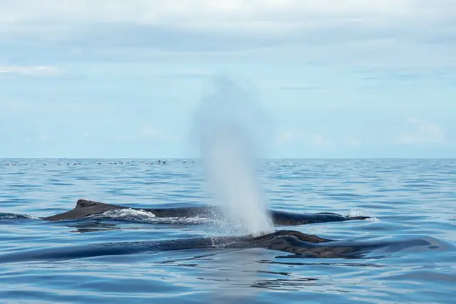 Humpback whale pod in Drake Bay, Costa Rica