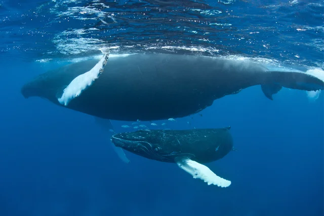 Mother and calf in Silver Bank, Dominican Republic.