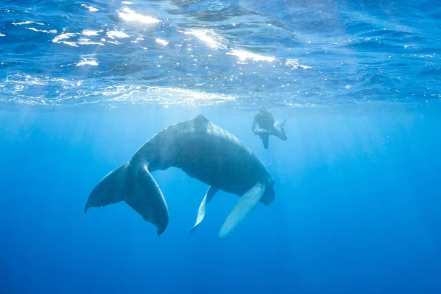Humpback whale with snorkeller in Silver Bank, Dominican Republic.