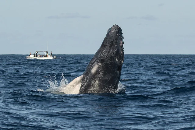 Humpback whale spy hopping in Silver Bank, Dominican Republic.