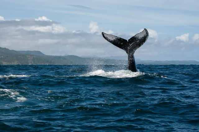 Whale tail fin in Silver Bank, Dominican Republic.